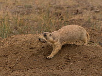 White-tailed prairie dog (Cynomys leucurus), with a mouthful of grass, going down into its burrow, North Park, Colorado, USA.