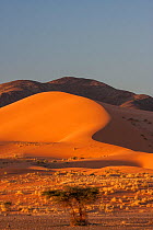Acacia tree and sand dunes, Sahara desert, Erg Ouzina, Southern Morocco, Africa. December, 2009.