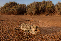 Common chameleon (Chamaeleo chamaeleon) walking across desert floor, Sebkha Imlili, Western Sahara, Africa.