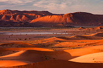 Landscape showing diversity of Saharan ecosystem, Sahara desert, Oued Ziz from Erg Ouzina, Southern Morocco, Africa. December, 2009.