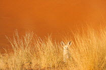 Fennec fox (Vulpes zerda) partially hidden in long grass, Sahara desert, Southern Morocco, Africa.