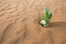 Apple of Sodom (Calotropis procera) growing in desert sand, Sahara desert, Southern Morocco, Africa.