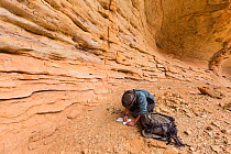 Biologist, Javier Herrera, collecting fecal samples in  Djebel Ouarkziz. Southern Morocco,Africa. March, 2016.