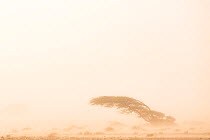 Acacia tree in a Saharan sandstorm, Southern Morocco, Africa. March, 2020.