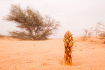 Broomrape (Orobanchaceae) growing in Sahara desert, Reg Labyad, Southern Morocco, Africa.
