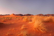 Saharan desert landscape, Erg Ouzina, Southern Morocco, Africa. December, 2009.