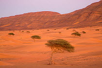 Acacia trees and Sahara desert dunes, Djebel Ouarkziz, Southern Morocco, Africa. February, 2020.
