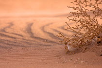 African desert warbler (Sylvia deserti) standing in the shade of a bush, Sahara desert, Erg Chebbi, Southern Morocco, Africa.