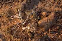 Glasswort (Salsola imbricata), Djebel Rich, Southern Morocco, Africa.