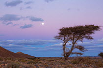 Acacia tree at dusk, Sahara desert, Djebel Ouarkziz, Southern Morocco, Africa. March, 2016.