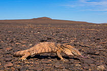 Desert monitor (Varanus griseus) on rocky desert landscape, Aydar, Southern Morocco, Africa.