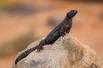 Spiny-tailed lizard (Uromastyx dispar) basking on a rock, Aousserd, Western Sahara. Africa.