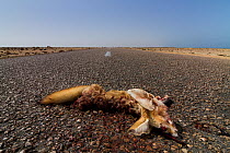 Dead Fennec fox (Vulpes zerda) killed on the road, Laayoune, Western Sahara, Africa.