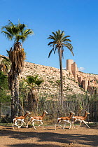 Mhorr gazelle (Nanger dama mohrr) at rescue centre for Saharan fauna in La Hoya. Almeria, Andalusia, Spain.