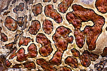 Close up of skin pattern of male Mauritanian toad (Bufo mauritanicus) Southern Morocco, Africa.