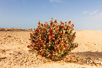 Glasswort (Salsola imbricata) in flower, Dakhla Bay, Western Sahara, Africa.