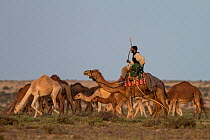 Herder with camel herd, Sebkha Imlili, Western Sahara, Africa, 2013.