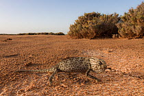Common chameleon (Chamaeleo chamaeleon) walking across sandy desert floor, Sebkha Imlili, Western Sahara, Africa.