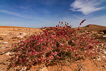 Glasswort (Salsola imbricata) in flower, Western Sahara, Africa.