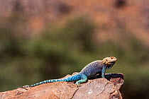 Bibron&#39;s agama (Agama impalearis) resting on a rock, Southern Morocco, Africa.