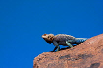 Bibron&#39;s agama (Agama impalearis) resting on a rock, Southern Morocco, Africa.