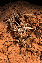 Wolf spider (Lycosa sp.) next to burrow at night, Reg Labyad, Southern Morocco, Africa.
