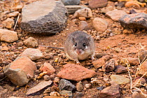 Common spiny mouse (Acomys cahirinus) released after capture for scientific purpose. Djebel Ouarkziz, Southern Morocco, Africa.