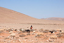 Nomad shepherd with goats and sheep in the Sahara desert, Southern Morocco, Africa. February, 2020.