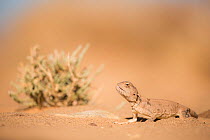 Bohme&#39;s agama (Trapelus boehmei) on desert floor, Southern Morocco, Africa.