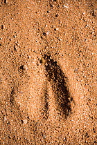 Cuvier&#39;s gazelle (Gazella cuvieri) footprint, Anti-Atlas, Southern Morocco, Africa.