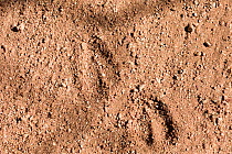 Cuvier&#39;s gazelle (Gazella cuvieri) footprints. Anti-Atlas, Southern Morocco, Africa.