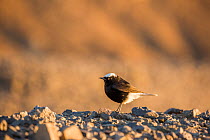 White-crowned black wheatear (Oenanthe leucopyga) standing on rocky desert floor, Rissani, Southern Morocco, Africa.