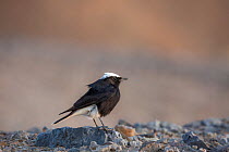 White-crowned black wheatear (Oenanthe leucopyga) perched on a rock, Rissani, Southern Morocco, Africa.