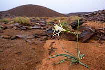 Pancratium sp. flowering, Djebel Ouarkziz, Southern Morocco, Africa.