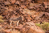 Feral donkey (Equus africanus) standing on rocky slope, Djebel Rich, Southern Morocco, Africa.