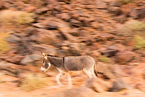 Feral donkey (Equus africanus) walking across rocky slope. Djebel Rich, Southern Morocco, Africa.
