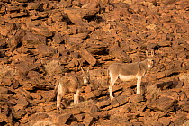 Feral donkeys (Equus africanus) standing on rocky slope, Djebel Rich, Southern Morocco, Africa.