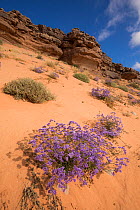 Wavyleaf sea lavendar (Limonium sinuatum) in bloom, Oued Afra, Western Sahara. March.