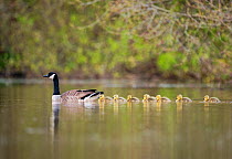 Gaggle of Canada goose (Branta canadensis) goslings, following adult on a lake, Devon, UK, May.