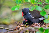 Adult Common moorhen (Gallinula chloropus) on nest, with three chick heads poking out, Devon, UK, June.