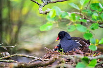 Adult Common moorhen (Gallinula chloropus) on nest, with two chick heads poking out, Devon, UK, June.