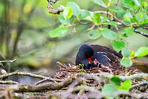 Adult Common moorhen (Gallinula chloropus) on nest, with one chick&#39;s head poking out, Devon, UK, June.