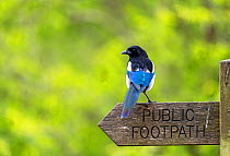 Magpie (Pica pica) perched on a public footpath sign, Essex, UK, April.