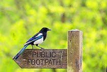 Magpie (Pica pica) perched on a public footpath sign, Essex, UK, April.