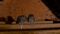 Little owl (Athene noctua) pair perched on beam inside barn, preening one another, Brompton Ralph, Somerset, UK, February.