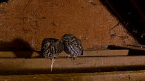 Little owl (Athene noctua) pair perched on beam inside barn, mutual preening , Brompton Ralph, Somerset, UK, February.