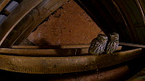 Little owl (Athene noctua) pair perched on beams inside barn come together to mutual preen, Brompton Ralph, Somerset, UK, February.