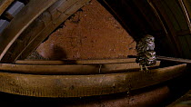Little owl (Athene noctua) pair mating, beam in roof of barn, adult flying into nest site at the end, Brompton Ralph, Somerset, UK, February.