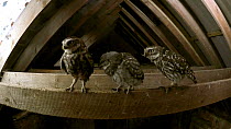 Little owl (Athene noctua) fledgling perched on beam in barn roof, adults fly over head, chick begs to be feed before both adults similtaneously land beside it, feed it, followed by all three flying a...