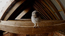 Little owl (Athene noctua) fledgling perched on beam in barn roof before flying towards and sitting in front of camera, Somerset, UK, June.